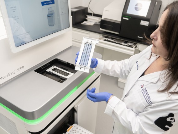 Anna Williams prepares to load a flow cell into the PANDA Core for Genome and Microbiome Research’s NovaSeq 6000 genome sequencer. The flow cell is what DNA samples are pumped into and what they bind to as they’re processed into sequenced reads. 