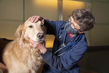 Chronic pain is not exclusive to humans, as veterinarians treat chronic pain due to osteoarthritis and other conditions in companion animals. If pain is present, no matter the species, the neural mechanisms that result in disruption of sleep are the same.
