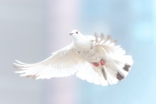 white dove flying with wings spread