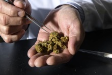 Comprehensive Pain and Addiction Center researchers say reclassifying cannabis as a Schedule III substance would loosen the restraints on research into possible benefits, as well as any potential negative side effects, of medical marijuana.
