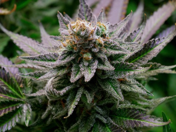 The Comprehensive Pain and Addiction Center is developing messages to promote awareness and respect for Arizona’s marijuana laws and to encourage responsible use of cannabis.