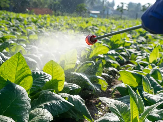 Pesticide being sprayed on a crop