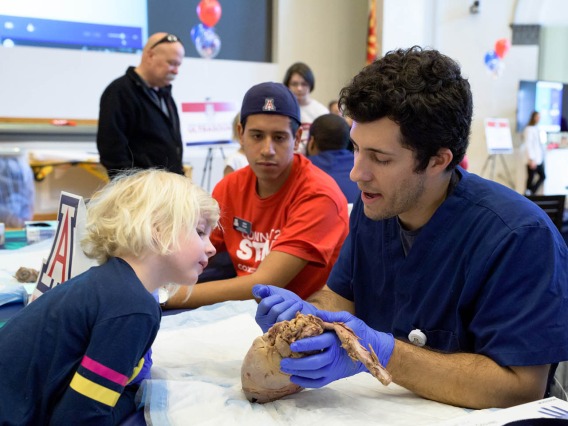 College of Medicine - Phoenix medical student shows little girl a cow heart in the simulation zone.