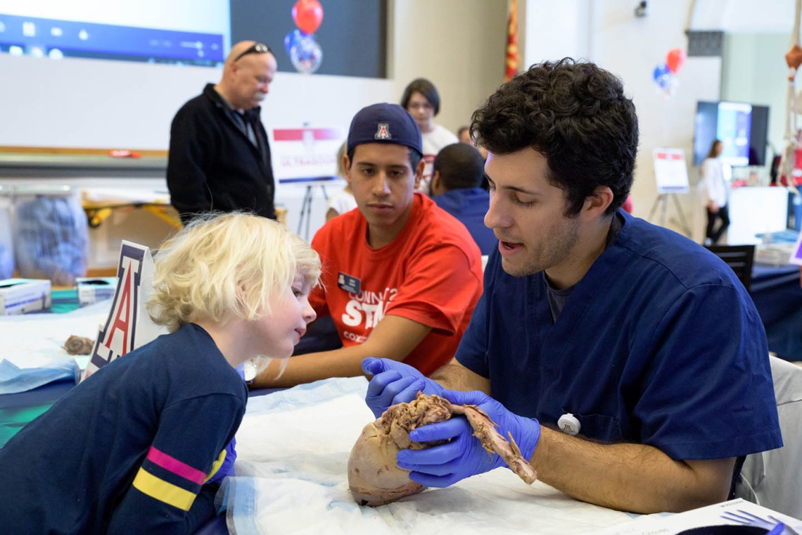 College of Medicine - Phoenix medical student shows little girl a cow heart in the simulation zone.
