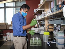 Deepta Bhattacharya, PhD, studies antibody responses to infections and vaccines, and recently focused his research of flaviviruses. (Photo: University of Arizona Health Sciences, Noelle Haro-Gomez)